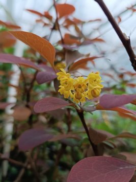 Dřišťál Ottawský 'Superba'