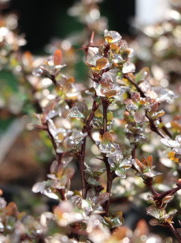 Dřišťál Thunbergův 'Atropurpurea Nana'