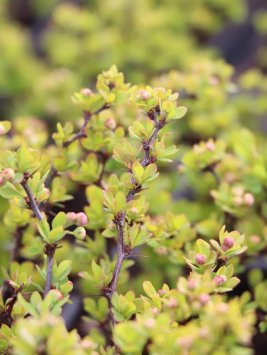 Dřišťál Thunbergův 'Goldalita'