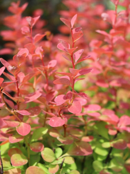 Dřišťál Thunbergův 'Orange Sunrise'