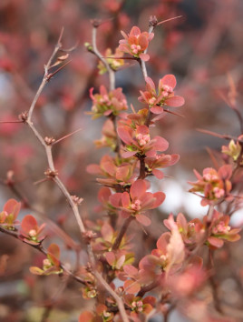 Dřišťál Thunbergův 'Ruby Star'®