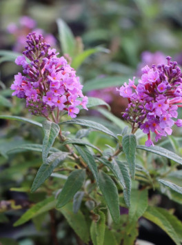 Komule Davidova Butterfly Candy® 'Little Lila'