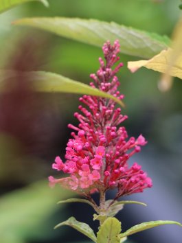 Komule davidova Buterfly Candy ® 'Little Ruby'