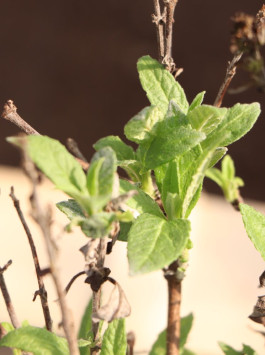 Komule davidova Buterfly Candy ® 'Little White'
