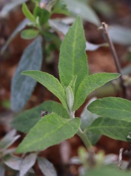 Komule Davidova 'Empire Blue'