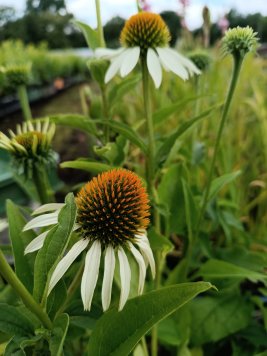 Třapatka nachová var. White Swan (Alba)