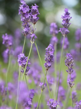 Levandule 'Munstead'