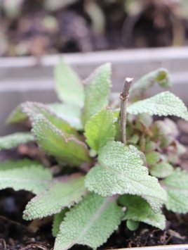 Šalvěj nádherná 'Bordeau Rose'