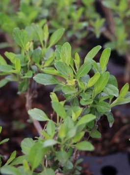 Ořechokřídlec clandonský 'Grand Bleu' ®