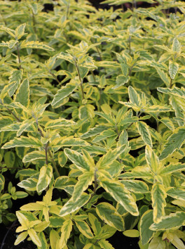 Ořechokřídlec clandonský 'Summer Sorbet', 5-15 cm, Ko 1,5l