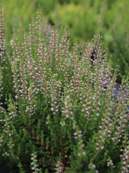 Vřes obecný 'Liliane'