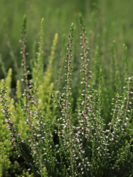 Vřes obecný 'Rosa Elisa'