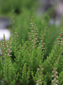 Vřes obecný 'Selma'