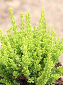 Vřes obecný 'Zeta'