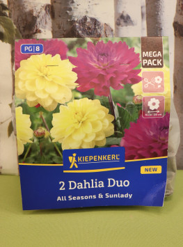 Jiřinka 'Sunlady a All Seasons'