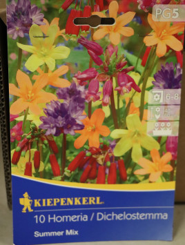 Letní směs Dichelostemma a Homeria