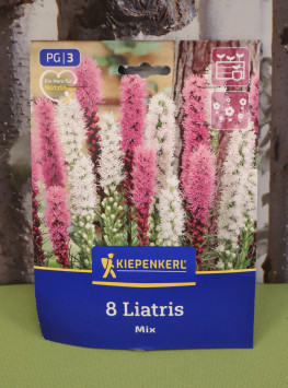 Liatris modrá a bílá