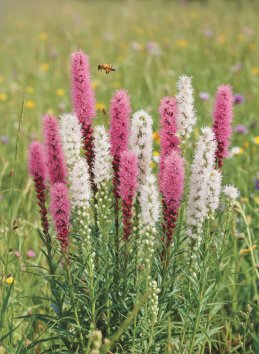 Liatris modrá a bílá