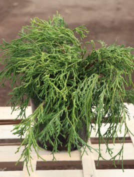 Cypřišek hrachonosný 'Filifera Aurea'