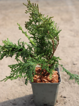 Cypřišek hrachonosný 'Nana'