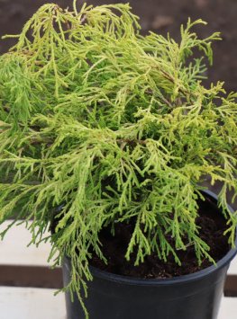 Cypřišek hrachonosný 'Sungold'