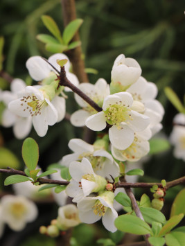 Kdoulovec lahvicovitý 'Nivalis'