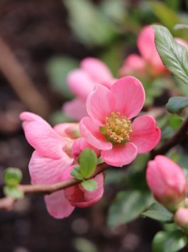 Kdoulovec nádherný 'Pink Lady'