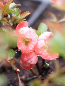 Kdoulovec nádherný 'Pink Trail'