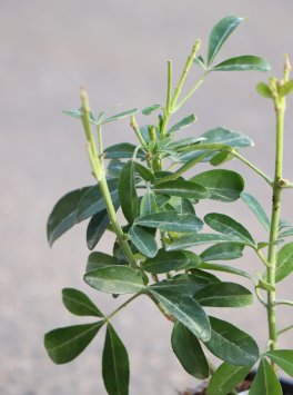 Choisie - mexický pomerančovník 'Sundance'