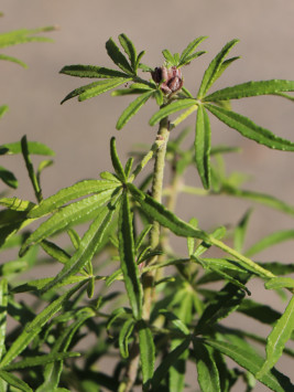 Choisie- Mex. pomerančovník ´White Dazzler Londaz´®