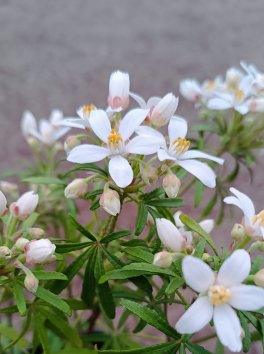 Choisie- Mex. pomerančovník 'White Dazzler Londaz'®