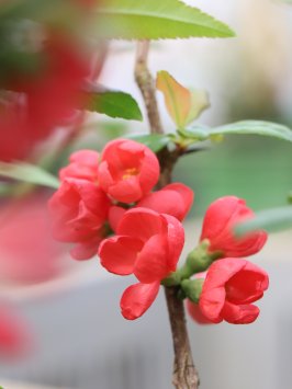 Kdoulovec lahvicovitý 'Rubra'