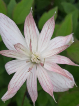 Plamének horský 'Broughton Star'