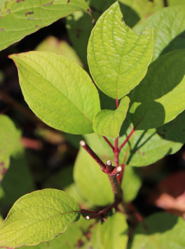 Svída bílá 'Sibirica'