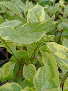 Svída bílá 'Spaethii'