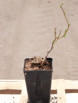 Líska velkoplodá 'Tonda di Giffone'