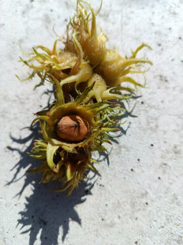 Líska turecká - semenáč