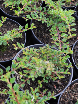 Skalník vodorovný zakrslý