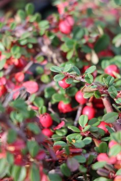 Skalník drobnolistý 'Schneiderii'
