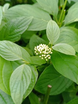 Svída výběžkatá 'Flaviramea'