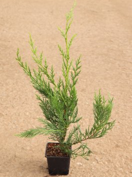 Cypřišovec Leylandův