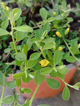 Čilimník rozložený 'Nana'