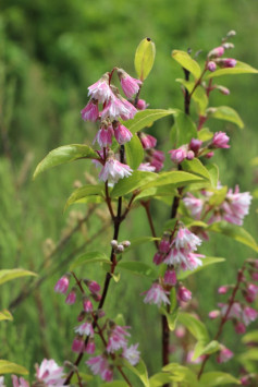 Trojpuk drsný 'Codsail Pink'