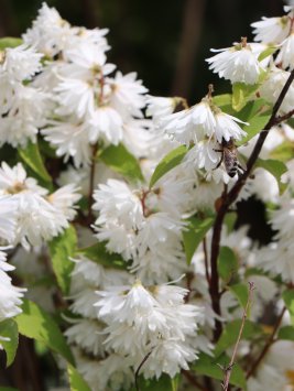 Trojpuk drsný 'Pride of Rochester'