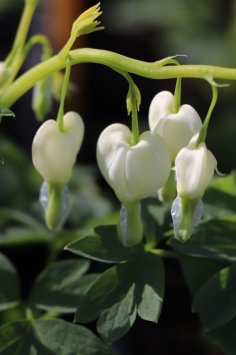 Srdcovka nádherná ´Alba´