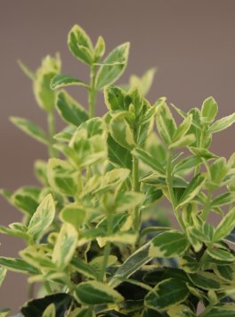 Brslen Fortuneův 'Emerald Gaiety'