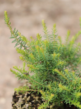 Vřesovec pleťový 'Rosy Gem'