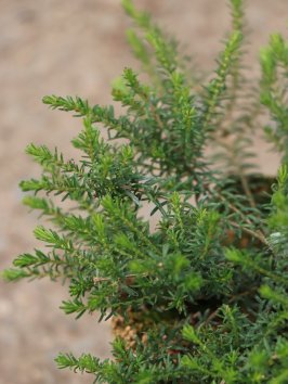 Vřesovec pleťový 'Rubinfeuer'