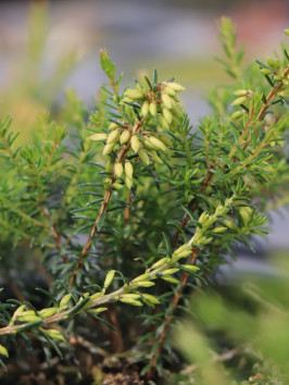 Vřesovec pleťový 'Wildform'