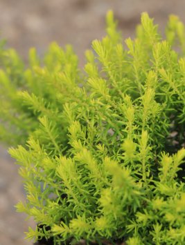 Vřesovec pleťový 'Westwood yellow'